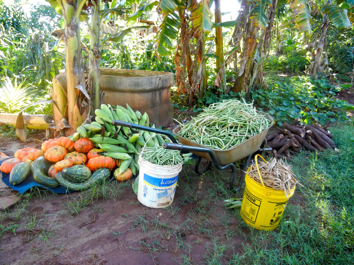 Incubação - Agricultura Familiar Assentamento Mário Lago MST.jpg